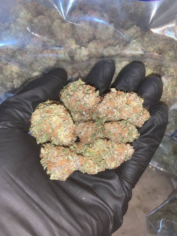 Maui_exotics's tweet photo. Bubba Kush
π Indica-dominant hybrid
OG Kush Γ Northern Lights (commonly cited lineage)
THC: 14β22%
1lb: $985
Top effects: sleepy π΄ relaxed π hungry π
Top flavors: earthy π coffee β sweet π―
#BubbaKush #Indica #Kush #THCAFlower #Cannabis https://t.co/dY9Wa89SP0