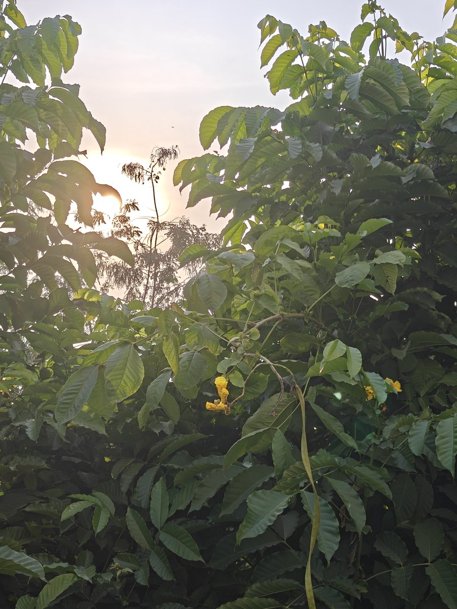 Aruntweets123's tweet photo. Day 44: Soaked myself in the early morning sun today. ☀️

If good health is your top priority, make the morning sun your best friend. Step out, soak it in, and let the day begin with positive energy. 🌿💪
#Day44 #MorningWalk #MorningSunshine #40MinWalk #HealthyHabits https://t.co/axL2oAmzpe