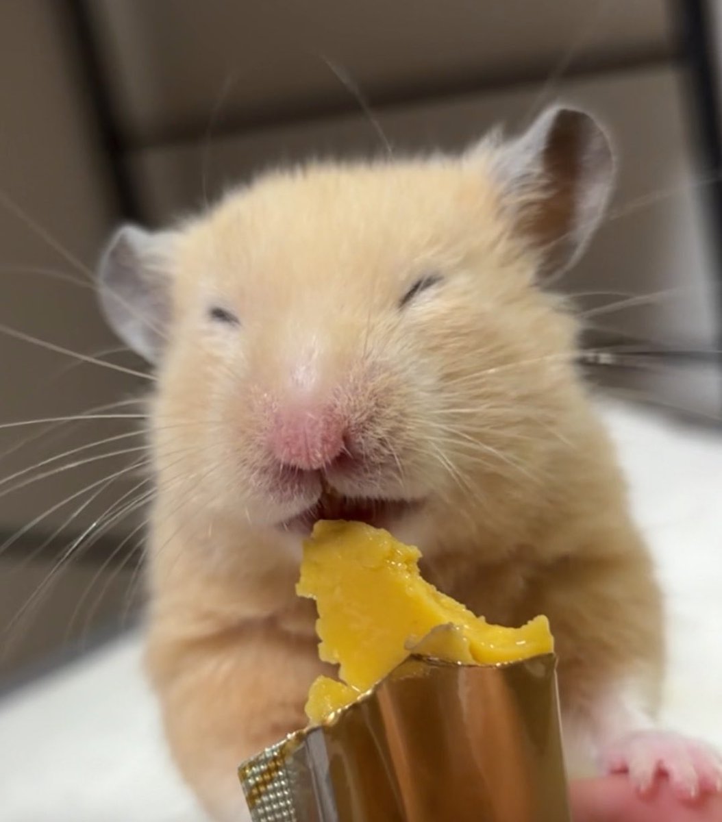 Chia_Taki's tweet photo. うまうまナゲット君 https://t.co/3vTAnK4NMF