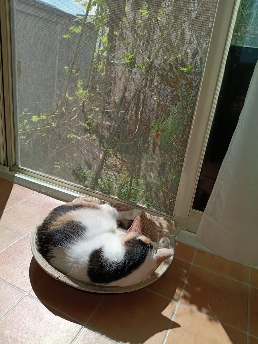 hinamarine's tweet photo. 久しぶりの日向を堪能なう。
#猫 #晴れの日
#こんなポストばかりしていたい https://t.co/84KXXXUMsj