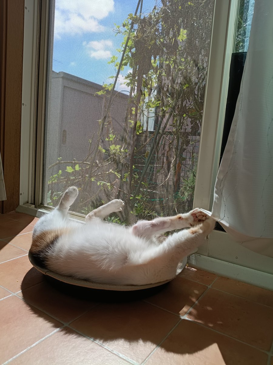 hinamarine's tweet photo. 久しぶりの日向を堪能なう。
#猫 #晴れの日
#こんなポストばかりしていたい https://t.co/84KXXXUMsj