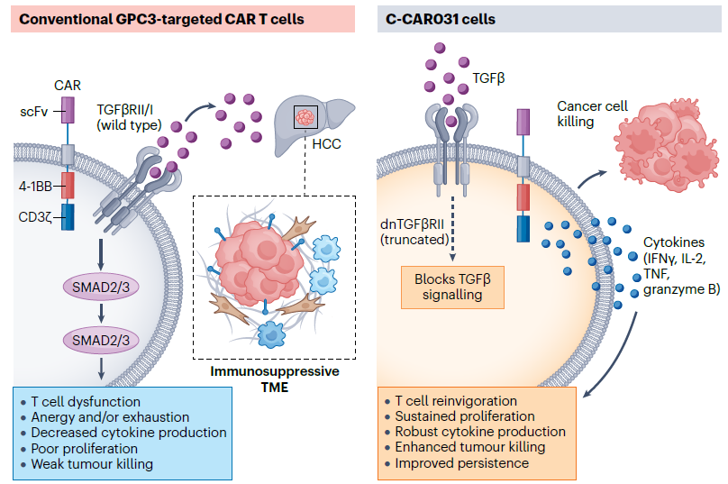 hongjaechon's tweet photo. 💡 #GPC3 CAR T cells in #HCC: how much armouring is enough, and what comes next? @NatRevClinOncol 
📊 C-CAR031, a GPC3 CAR T armoured with a dominant-negative TGFb receptor II, gave ORR 44.4% in 36 heavily pretreated patients, but median DOR was only 4.4 months. 
📊 Resistance ran through two routes: GPC3 loss and rising TGFb signalling that overwhelmed the armour. 
👉 Antigen escape is the more tractable one. Dual or tandem-antigen CARs could help, but only if the second target is functionally relevant.
👉 GPC3-PET could track this without repeat biopsies. 
👉 And why only T cells? The liver is rich in NK, MAIT and myeloid cells, so CAR NK, CAR MAIT and CAR macrophages deserve comparison.
DOI: https://t.co/FCJbD5WofZ
@ILCAnews @EASLnews @myESMO #LiverX #CART