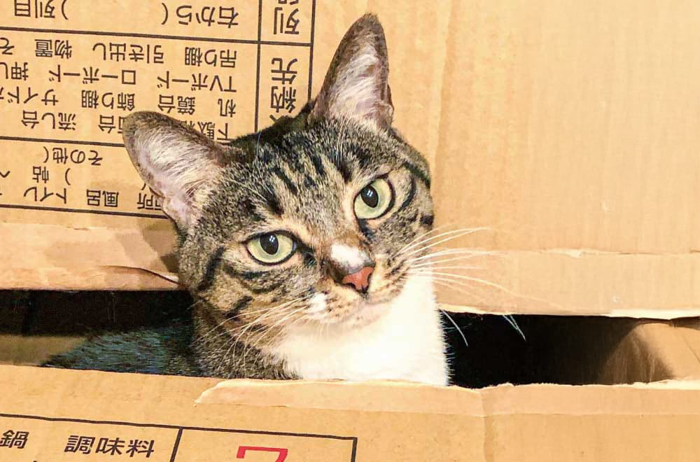 felissimonekobu's tweet photo. 今日のカバーにゃんこをご紹介🐾

～～メェちゃん～～
～～かわいいワルモノ入ってます～～

猫部HPには毎日いろんな猫ちゃんが登場！
アクセスしてね♪
https://t.co/8l2N1Rxz59 https://t.co/u6ntHbOf3p