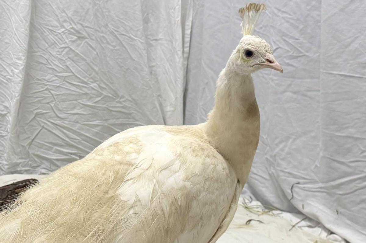 nypost's tweet photo. Beloved neighborhood peacock 'Sugar' gets ritzy relocation after recovering from mailman attack https://t.co/SI0CRKrUE8 https://t.co/5zhr2KJvUT