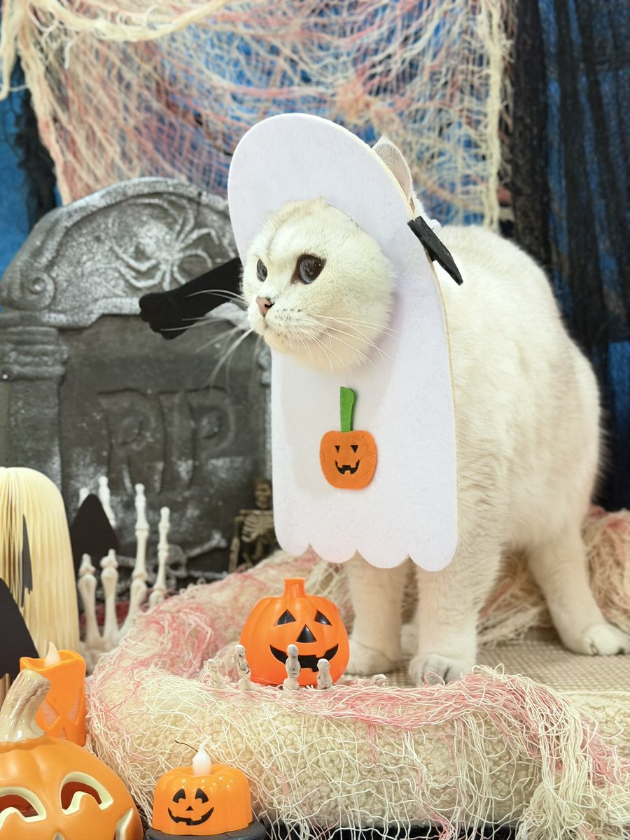 LUKAPETWELLNESS's tweet photo. 🎃🎃🍬 หนูมาขออมลิ้มยายๆต๊ะ https://t.co/HnoA3Oupqv