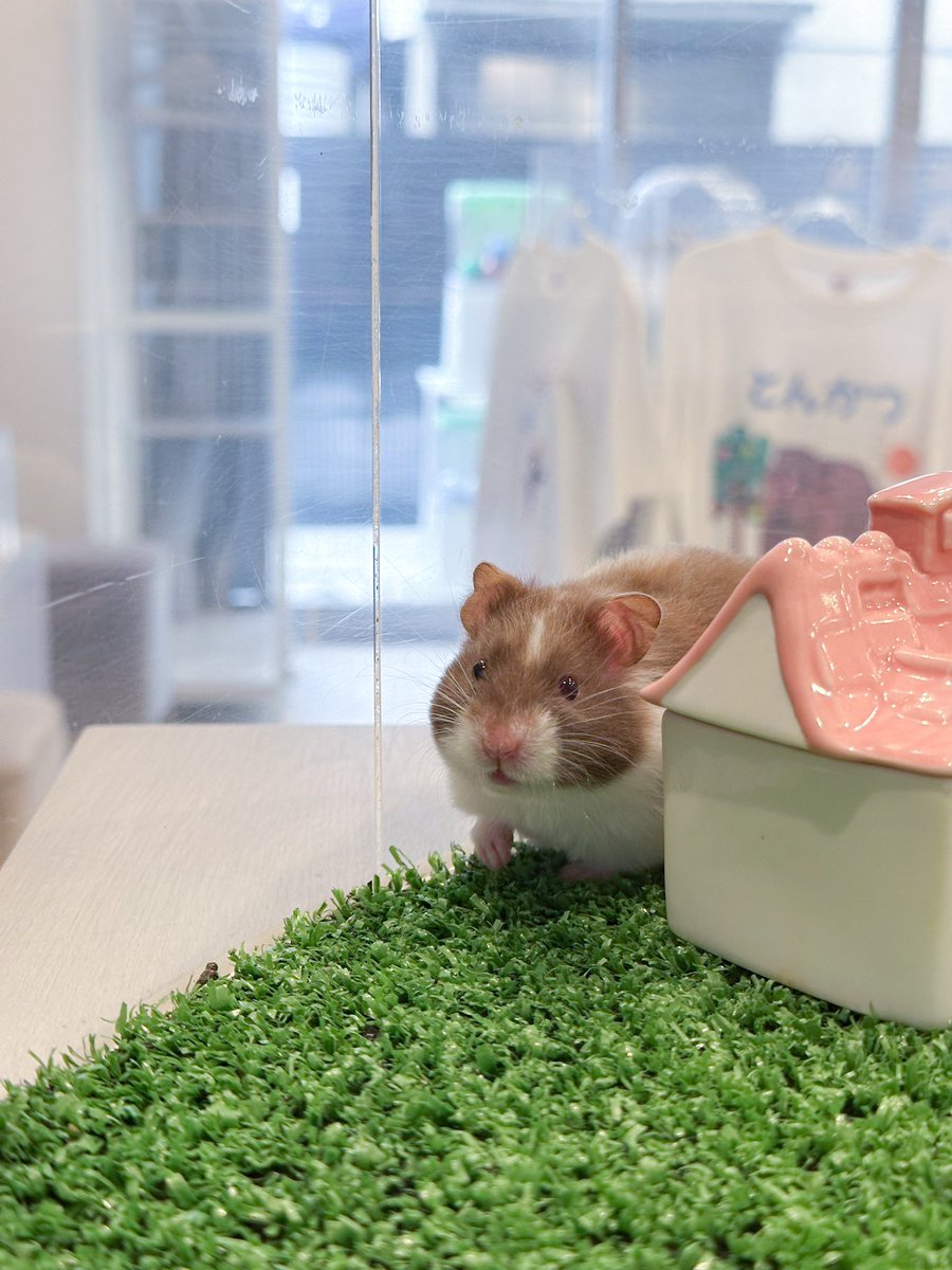 ham__village's tweet photo. ぽわぽわ💭
#ハムスター #hamster #ハムスターのいる生活 #ゴールデンハムスター https://t.co/dkY1T0TUW6