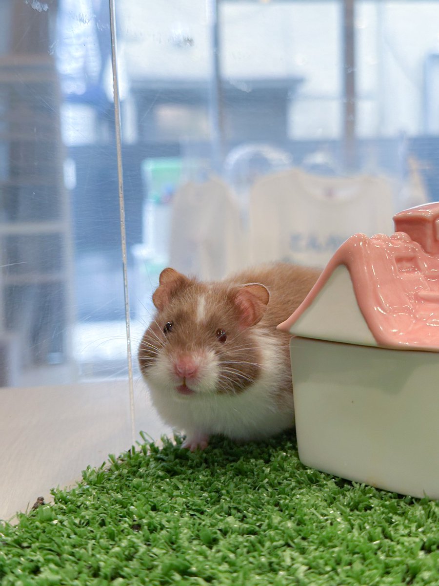 ham__village's tweet photo. ぽわぽわ💭
#ハムスター #hamster #ハムスターのいる生活 #ゴールデンハムスター https://t.co/dkY1T0TUW6