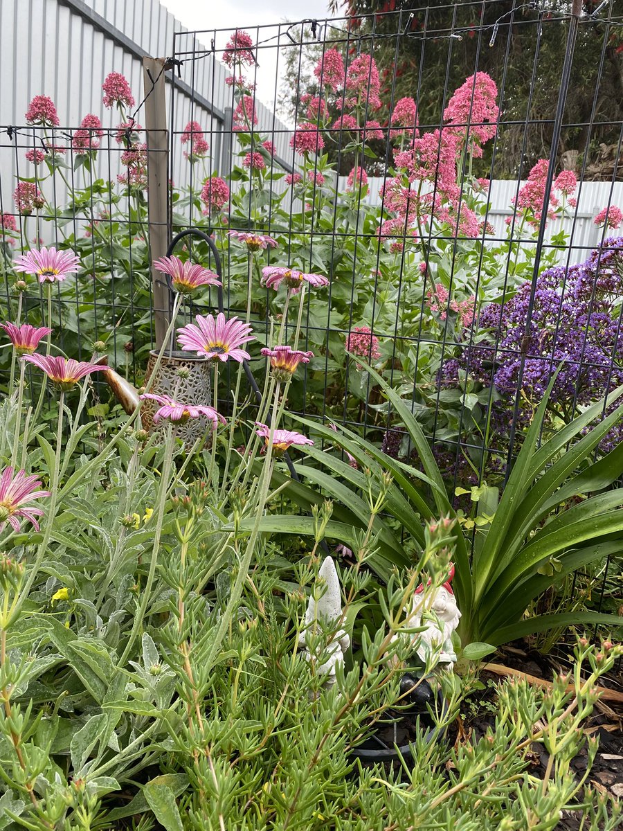 gwendoline1gon's tweet photo. My garden has #blossomed https://t.co/0KLZX3jTdJ