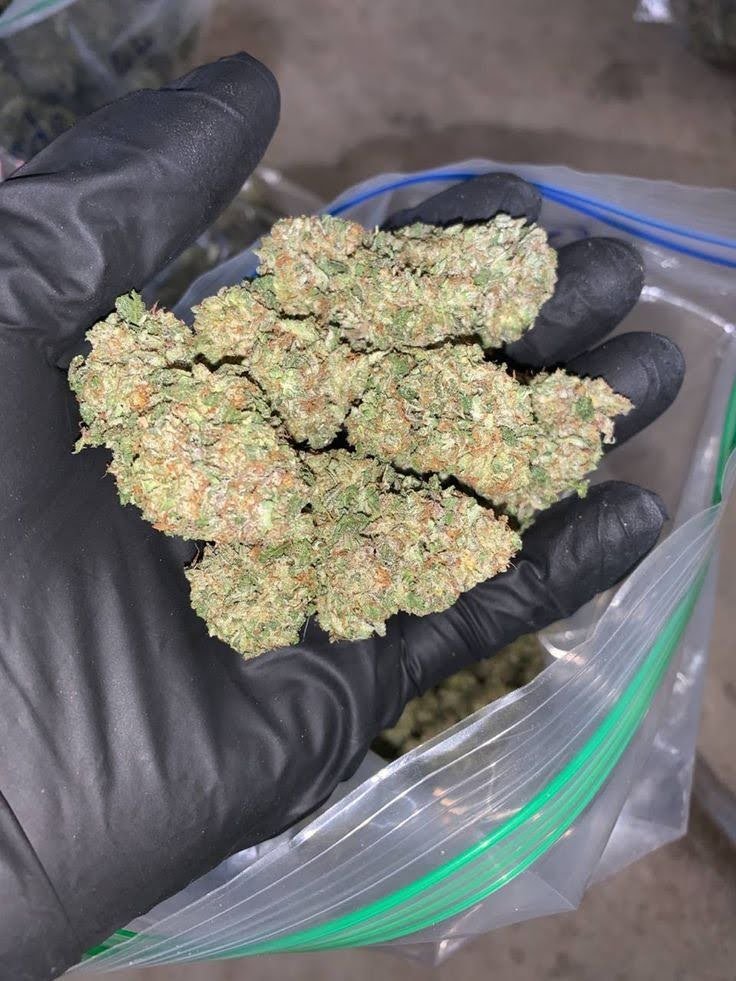 Maui_exotics's tweet photo. Jack Herer
π Sativa-dominant hybrid
Haze Γ Northern Lights #5 Γ Shiva Skunk
THC: 15β24%
lb: $900
Top effects: uplifted π creative π¨ focused π―
Top flavors: pine π² spicy πΆοΈ earthy π
#JackHerer #Sativa #Hybrid #THCAFlower #Cannabiv https://t.co/G9GkGNMnPw