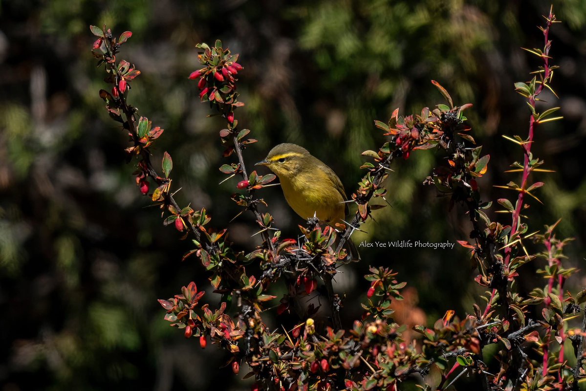 AlexBaling's tweet photo. Tickell's Leaf Warbler
Cuopuguo, China
Oct 2025
Sony A9+400800G

#birdwatching #birdphotography #BirdTwitter #BirdsSeenIn2025 #wildlife #china #yunnanbirds #chinabirds  #chinawildlife https://t.co/b18T9ioSB8