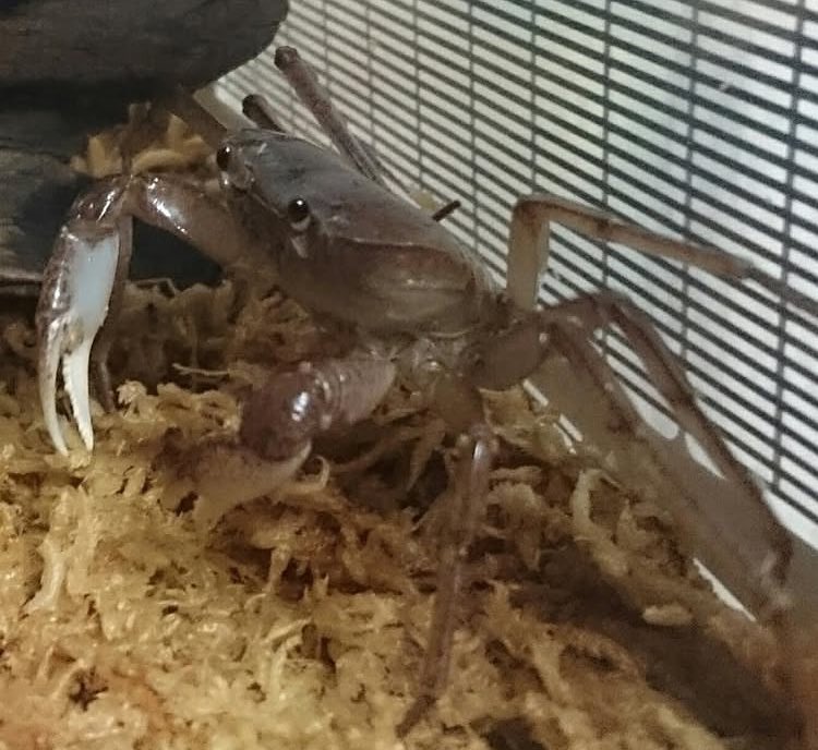 gingannomajo's tweet photo. ココは植物でインスタはフィンチで使い道を分けた今年
(以前は重複する内容だったが均等にモチベ維持するために

来年はもう一つ始めようかと検討中
(もちろん被らない内容で

許された頃のヒメユリ(過去画

手を這わせるとクモみたいにソワソワした思い出 https://t.co/qIiM8SexPw