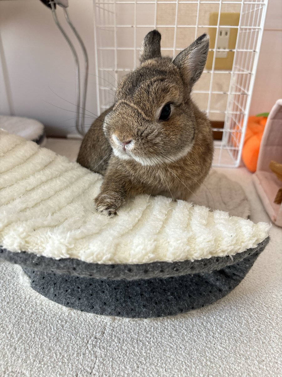 happykakao3's tweet photo. カカちゃん特製
具なしオムレット🐰 https://t.co/Rgzu90xuvS