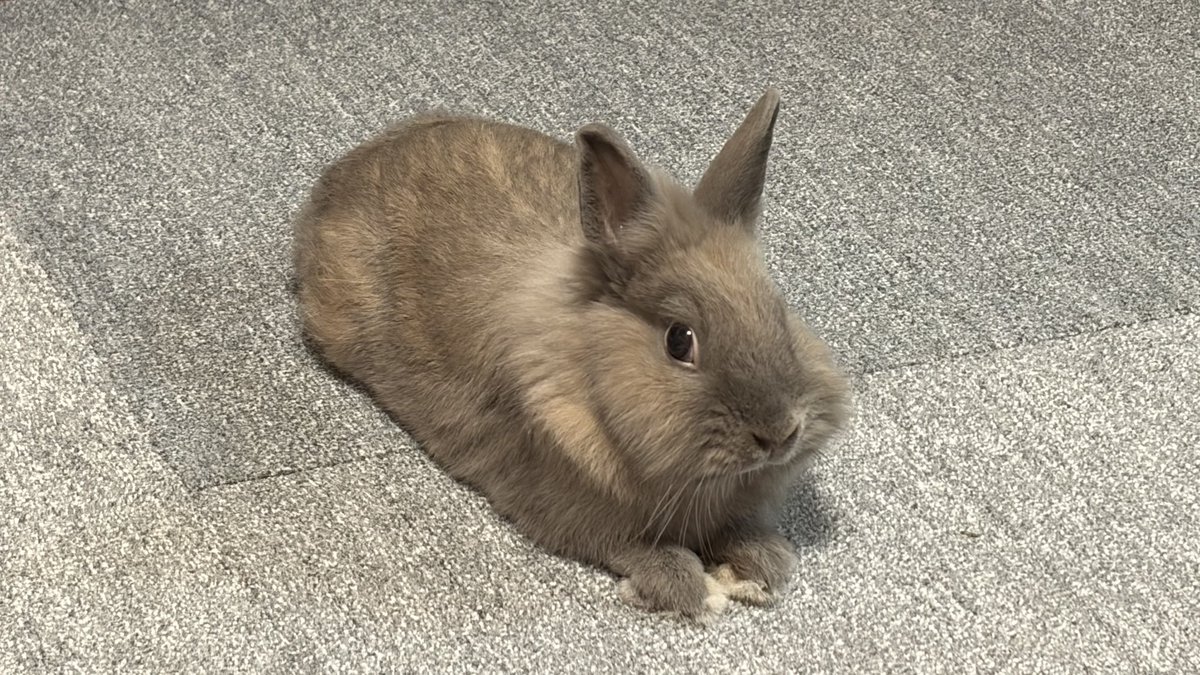 user_null_hoge's tweet photo. 10月もうさぎと仲良く‼️ https://t.co/8D7au2Yhtr