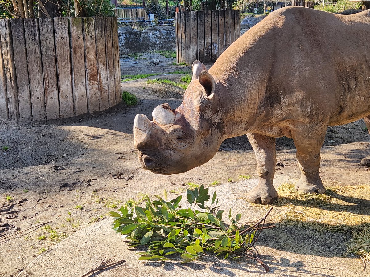 kanazawazoo317's tweet photo. 【記者発表】横浜市立金沢動物園   ヒガシクロサイの「ロン」が死亡しました
詳細はこちらをご覧ください。
https://t.co/YuLtjsr3EB https://t.co/Qhel42M3x6