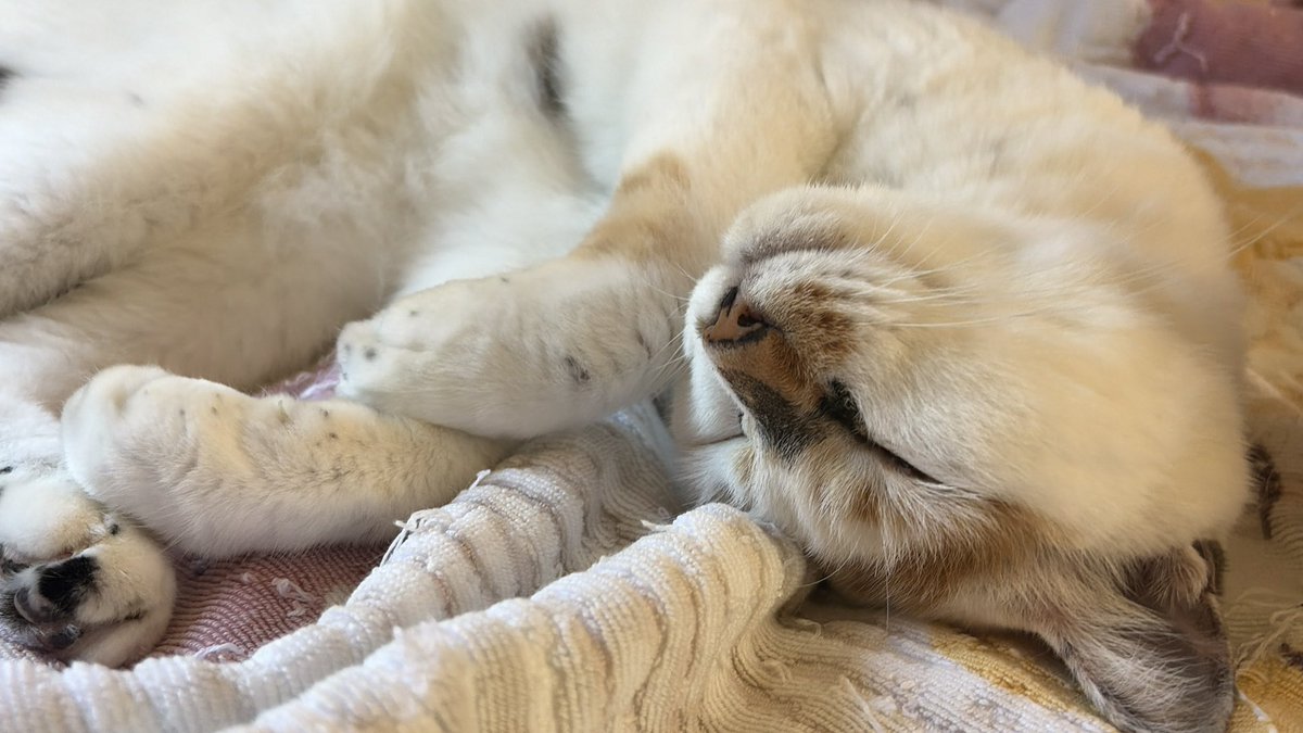 tukimurasora's tweet photo. 人はそろそろ起きますが猫様は…起きませんか　#猫　#TLに猫を流す　#猫のいる暮らし　#猫のいる生活　#猫のいるしあわせ　#猫との暮らし　#ねこかわいいね　#猫部へ集まれ　#よいにくきゅうの日　#エステー保護ネコ応援プロジェクト https://t.co/0YgwEi7ICX