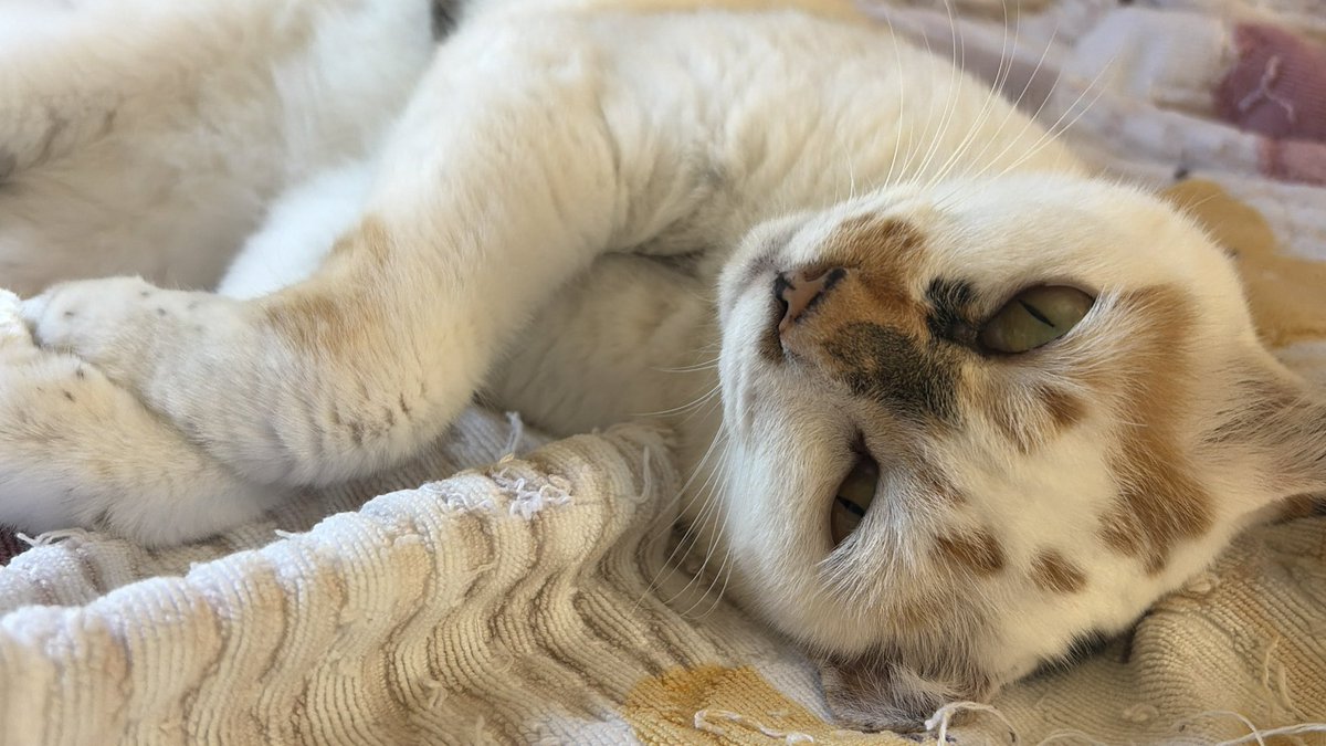 tukimurasora's tweet photo. 人はそろそろ起きますが猫様は…起きませんか　#猫　#TLに猫を流す　#猫のいる暮らし　#猫のいる生活　#猫のいるしあわせ　#猫との暮らし　#ねこかわいいね　#猫部へ集まれ　#よいにくきゅうの日　#エステー保護ネコ応援プロジェクト https://t.co/0YgwEi7ICX