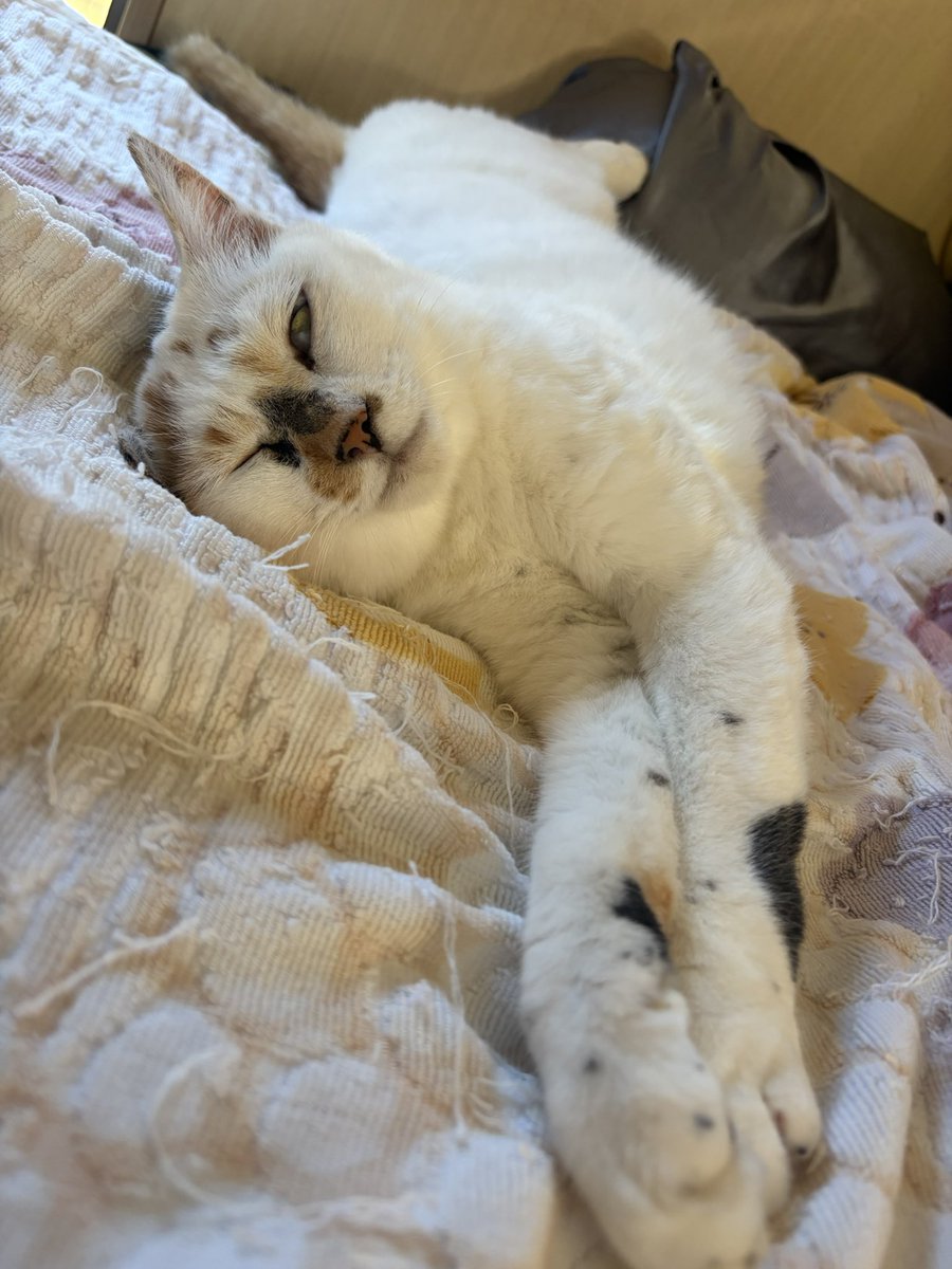tukimurasora's tweet photo. ゴロゴロウトウト　#猫　#TLに猫を流す　#猫のいる暮らし　#猫のいる生活　#猫のいるしあわせ　#猫との暮らし　#ねこかわいいね　#猫部へ集まれ　#よいにくきゅうの日　#エステー保護ネコ応援プロジェクト https://t.co/m9HhEqgrMC
