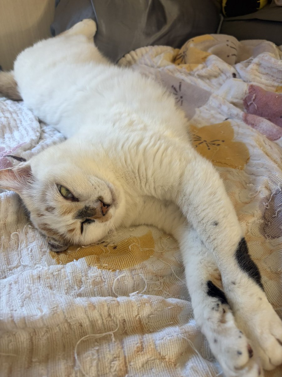 tukimurasora's tweet photo. ゴロゴロウトウト　#猫　#TLに猫を流す　#猫のいる暮らし　#猫のいる生活　#猫のいるしあわせ　#猫との暮らし　#ねこかわいいね　#猫部へ集まれ　#よいにくきゅうの日　#エステー保護ネコ応援プロジェクト https://t.co/m9HhEqgrMC