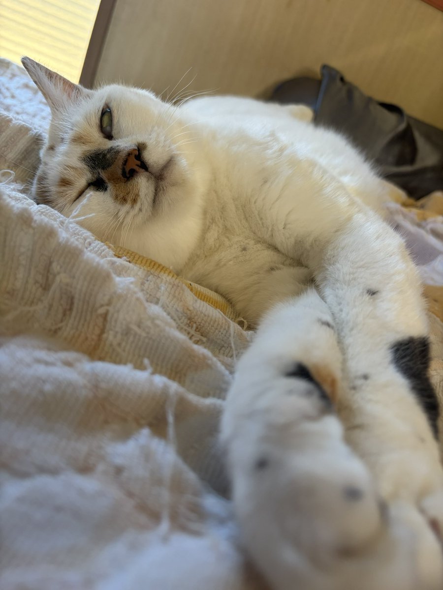 tukimurasora's tweet photo. ゴロゴロウトウト　#猫　#TLに猫を流す　#猫のいる暮らし　#猫のいる生活　#猫のいるしあわせ　#猫との暮らし　#ねこかわいいね　#猫部へ集まれ　#よいにくきゅうの日　#エステー保護ネコ応援プロジェクト https://t.co/m9HhEqgrMC