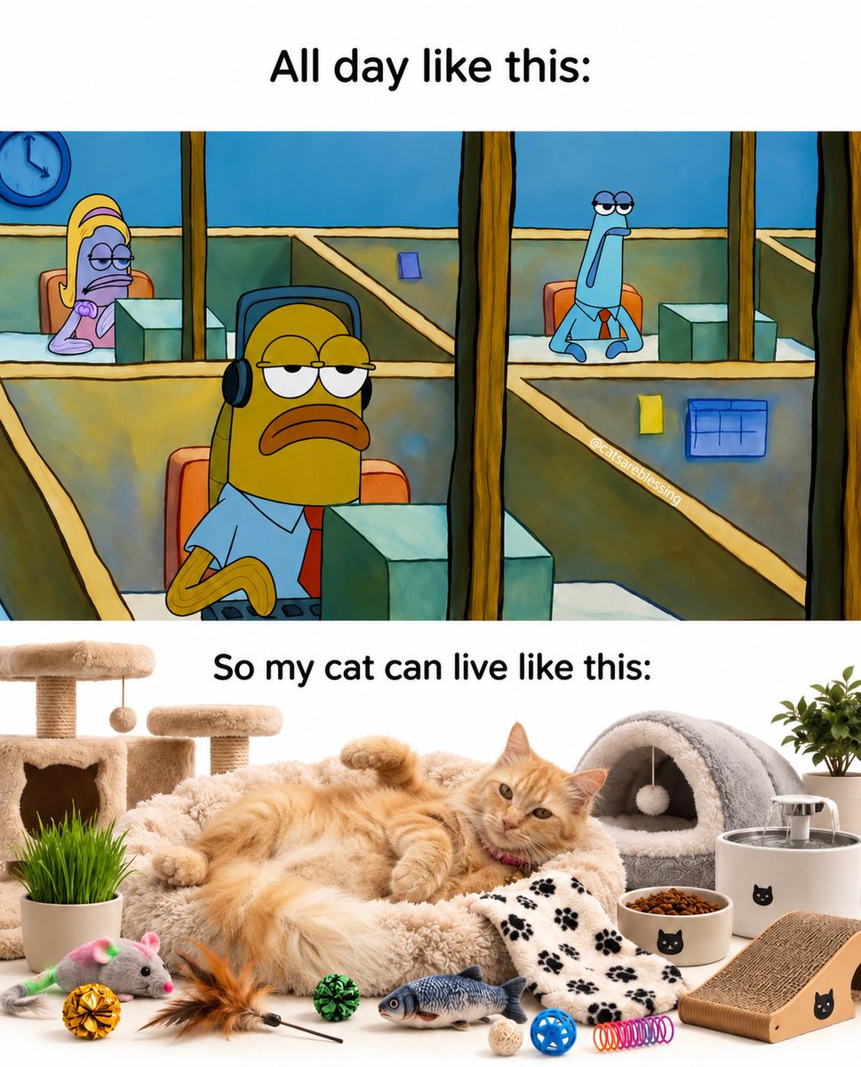 catsareblessing's tweet photo. https://t.co/Pa6q1ZE0MV