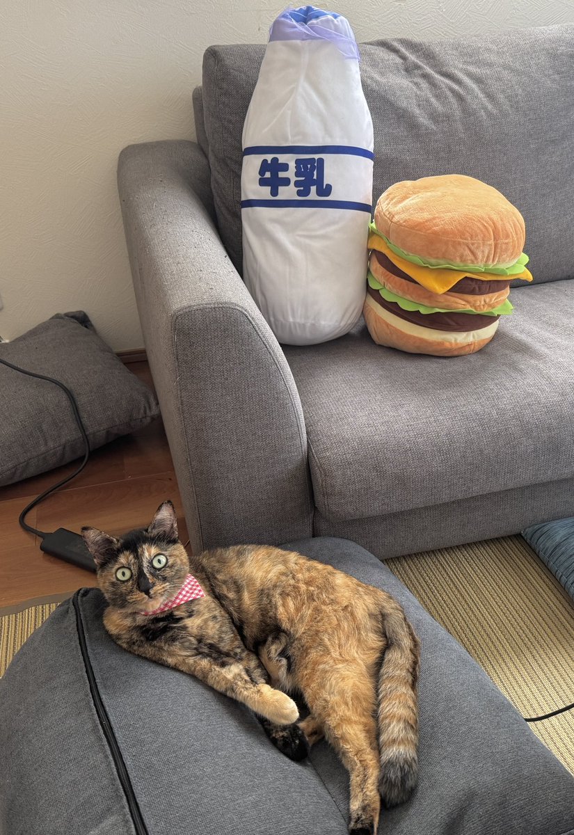 momoko_zubora's tweet photo. ダイエット中なのに旦那が入手してくる
ぬいぐるみが嫌がらせとしか思えない😂

皆んなはこの「無言の誘惑」に耐えられる？？

#飯テロ https://t.co/RVa77yQZHs