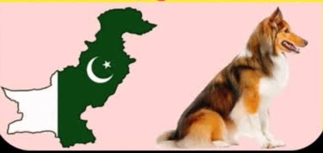 2AkramhMohajer's tweet photo. نن بیا لکسي ګاونډي اسرائیلو بمبار کړی، غواړي د څلورم تاریخ سره هم‌مهاله یو جنجال پېښ کړي. په دې هر څه مشران ښه پوهېږي چې څه پکار دي او څه باید وشي. اللهم عليك بأعدائنا، جیش المرتدة اللهم أهلكهم كما أهلكت عاداً وثمود يا رب العالمين https://t.co/hLNuIqActh