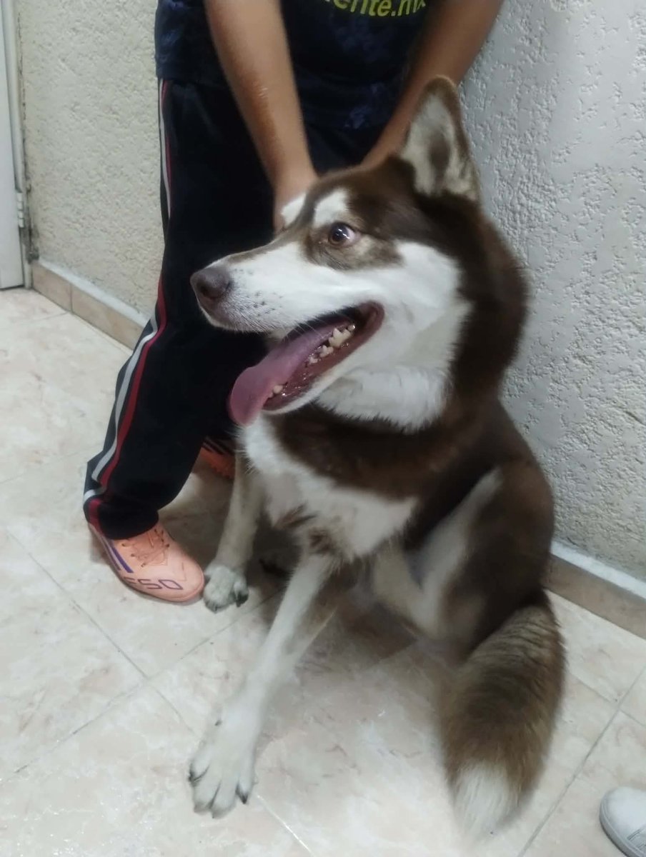 TlalpanVecinos's tweet photo. 🐶 Perrita encontrada en Santa Úrsula Xitla

Nos piden ayuda para localizar a su familia. Esta perrita fue encontrada en Pedregal de Santa Úrsula Xitla, sobre la calle Quichés.

La perrita venía corriendo por la zona; al abrir la puerta de su automóvil, se subió y fue resguardada.

Por cuestiones de espacio y alergias, la persona que la encontró no puede tenerla por mucho tiempo, por lo que buscan a su familia o un lugar temporal donde pueda permanecer segura.

📞 Informes: 777 566 0254

🙏 Si la reconoces o sabes quién es su familia, ayúdanos compartiendo esta publicación.