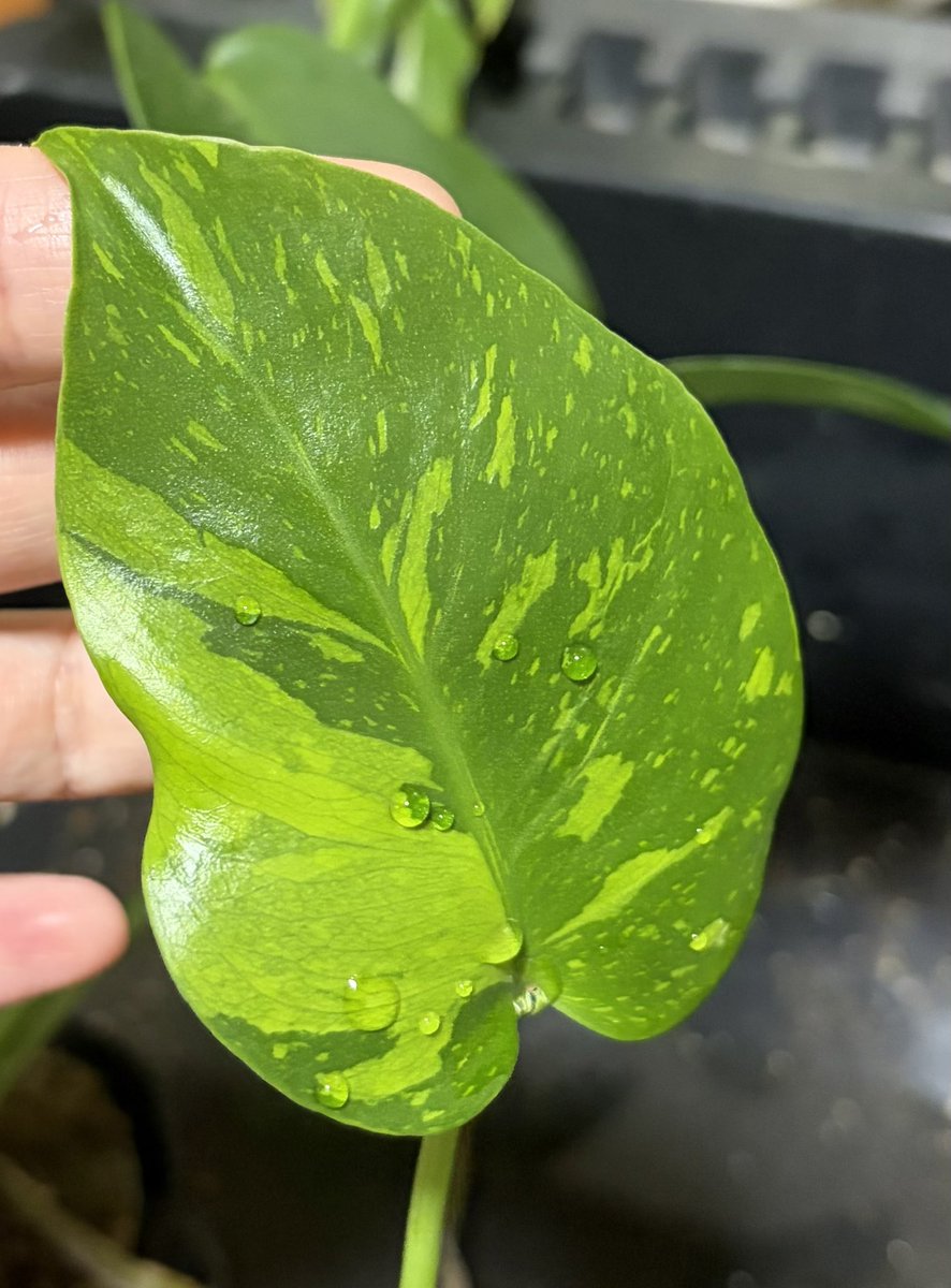 manamusuneko's tweet photo. Monstera💚
#モンステラ
#Monstera https://t.co/SvmVa8jGSi