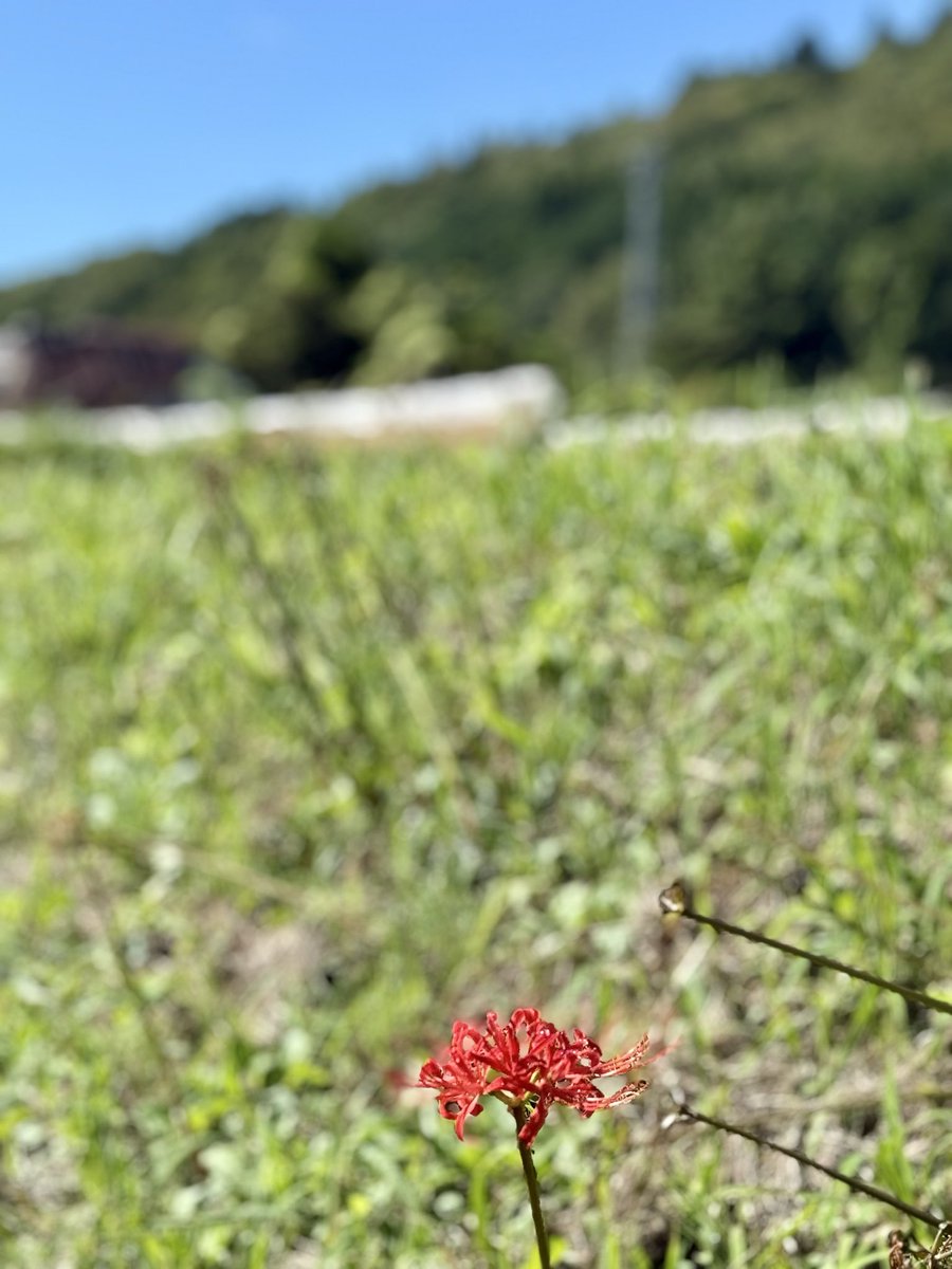 DJunsuzu4's tweet photo. 曼珠沙華もそろそろ終わり
 #大子町
 #曼珠沙華
 #茨城県
 #空がある風景 https://t.co/HEKaBwxmot