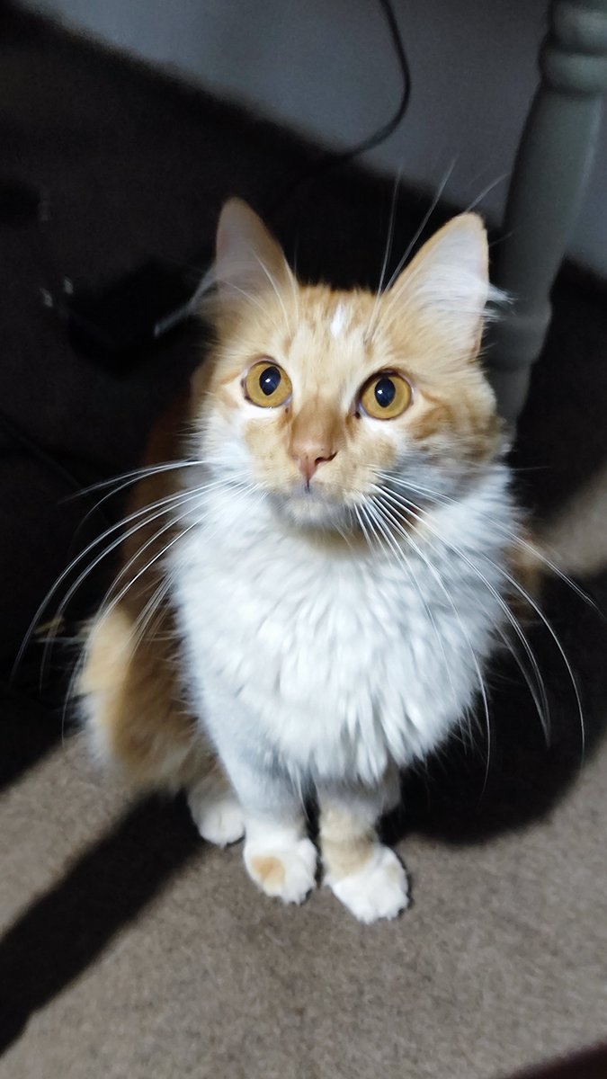 AndrigoPinho's tweet photo. @u9jqt136972jdjc Hope she can recover. I know how difficult it is, specially dealing with a abandoned kitten and how rare ginger female cats are like Beans and mine, also rescued by me. https://t.co/U8n5GFhjJ1