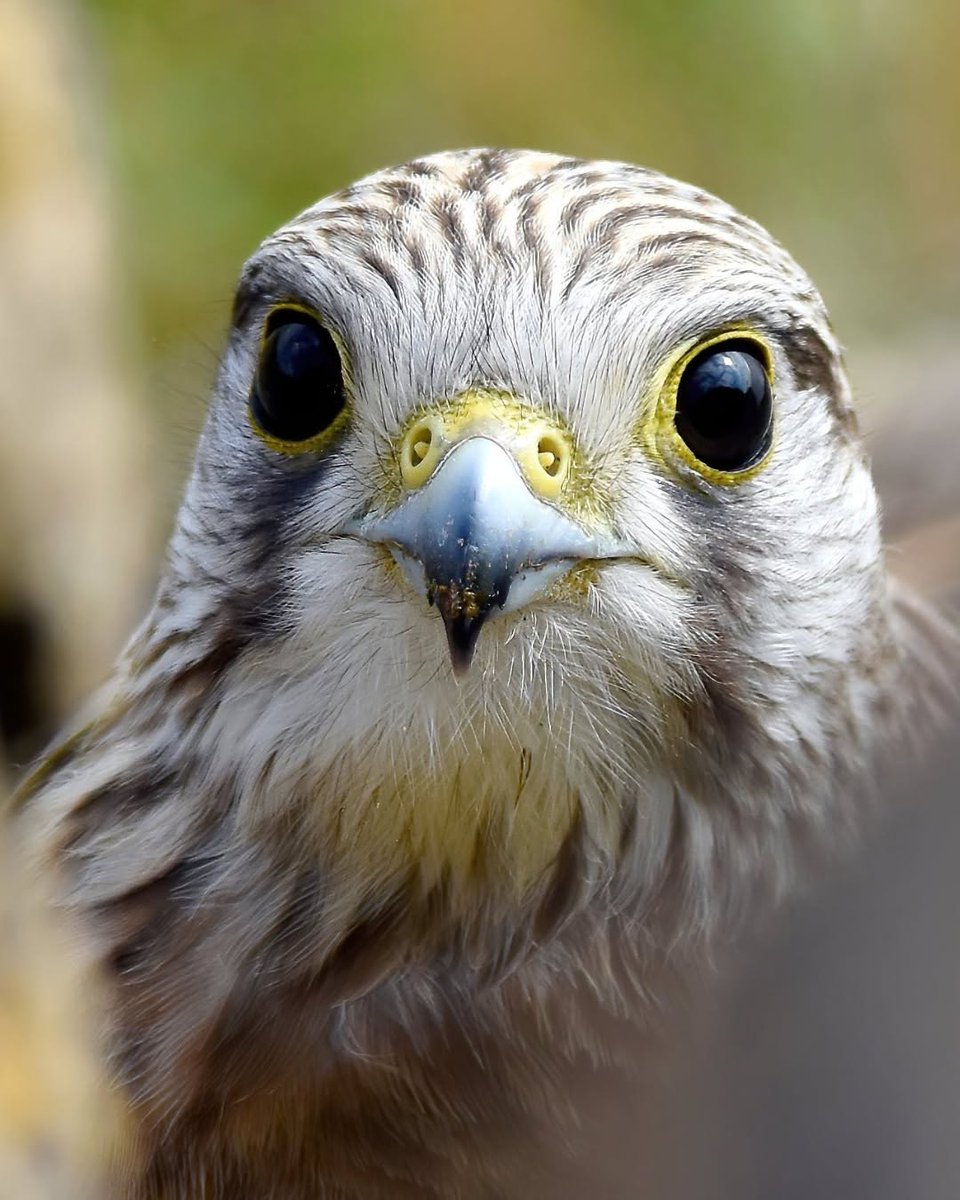 jordydejong2's tweet photo. Forget puppy eyes, these Kestrel eyes are pulling at our heartstrings 🥹

Beautiful 📸 captured by Carl Bovis https://t.co/SMsDf4LcEZ