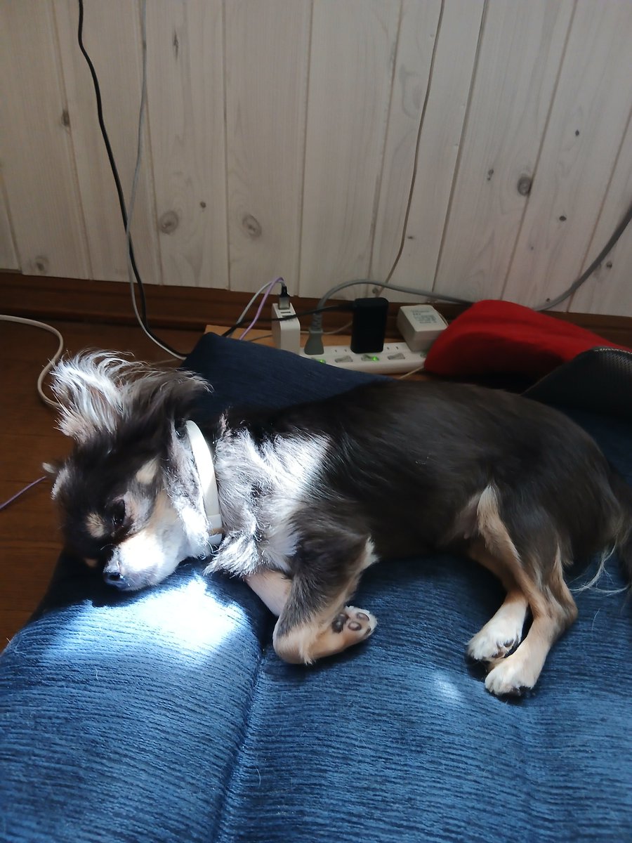 makimikithy's tweet photo. 久しぶりの太陽☀️
日向ぼっこ中のワンコ🐶
気持ち良さそう🥰
#チワワ　#やっと晴れた
#日向ぼっこ https://t.co/tPg4opaViM