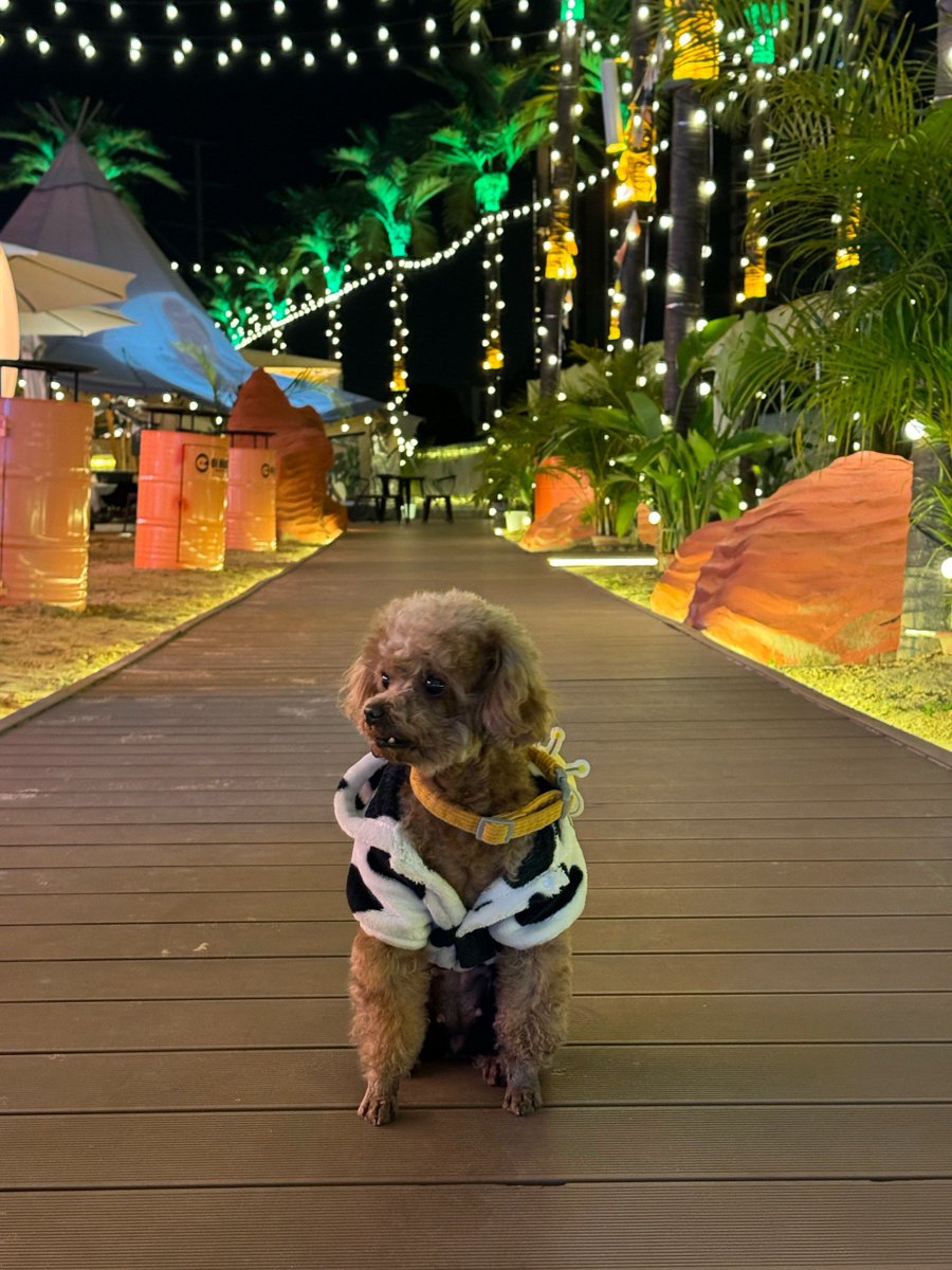m_ngsazg_78_b3c's tweet photo. [A dog crashed a disco party and brought the coolest chaotic energy to the dance floor ]， https://t.co/SbhyQhfxvb