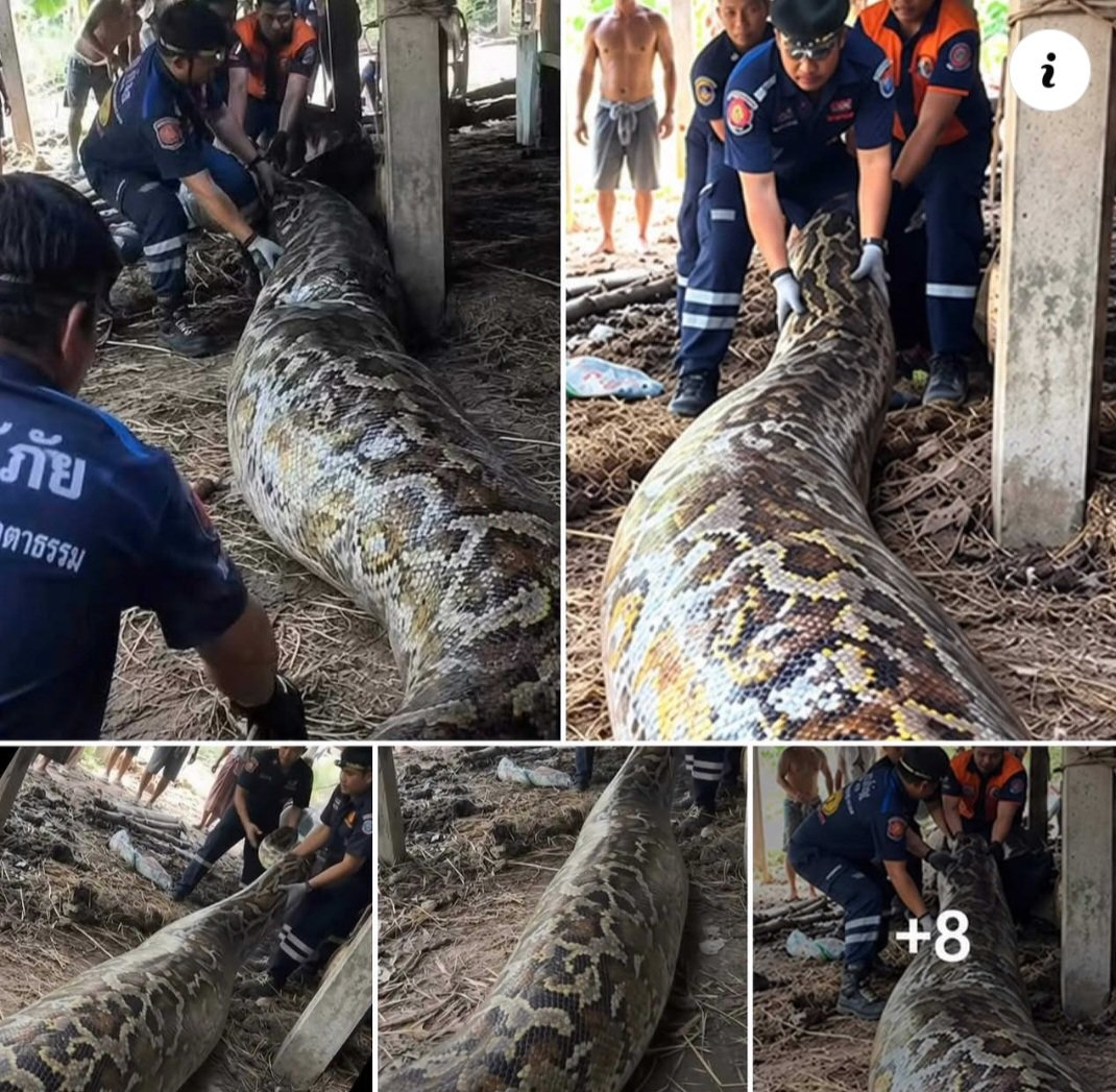 armoiaZ's tweet photo. งูเหลือมยักษ์ มาอยู่ใต้ถุนบ้านหลังนึงในสภาพท้องป่องมาก เจ้าหน้าที่ต้องช่วยกัน
เคลื่อนย้ายออกไปไว้ในป่า
เพื่อความปลอดภัยของชาวบ้าน ไม่รู้เขมือบอะไรเข้าไปท้องใหญ่ขนาดนี้ ชาวบ้านคิดว่าคงเขมือบวัวเข้าไป🐍
#งูเหลือม น้องตัวใหญ่มากต้องใช้คนกี่คนเคลื่อนย้าย https://t.co/yUCu3z7UWH