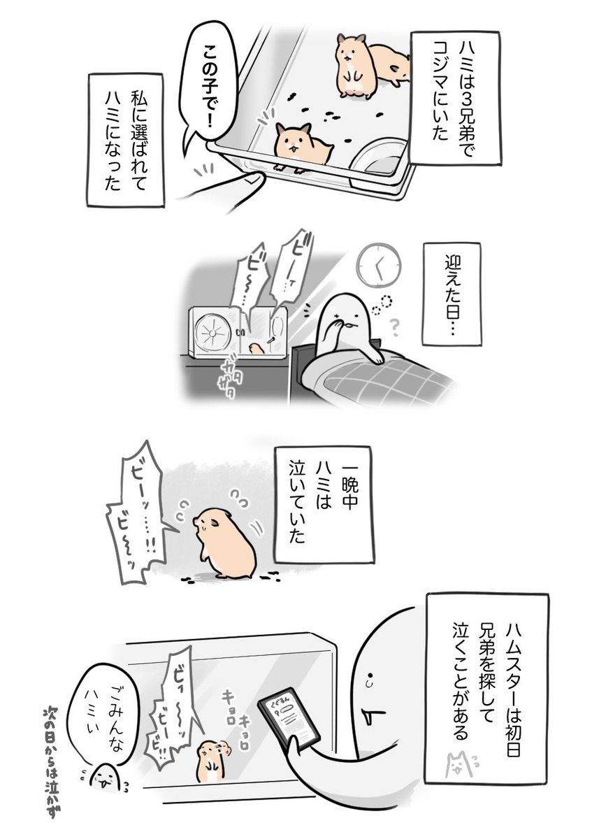 hamusapi_pi's tweet photo. 兄弟売りのゴールデンハムスターには、あるあるみたい https://t.co/CTJmjaHLO8
