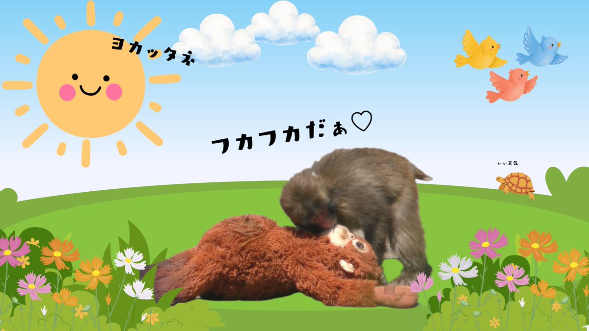 e6dEvLpan34726's tweet photo. パンチ、やっと晴れたねー😆😆☀️

#がんばってるねパンチ
#がんばれパンチ
#市川市動植物園　　
#パンチくん 
#Punch #Monkey https://t.co/jOyu05yYO5