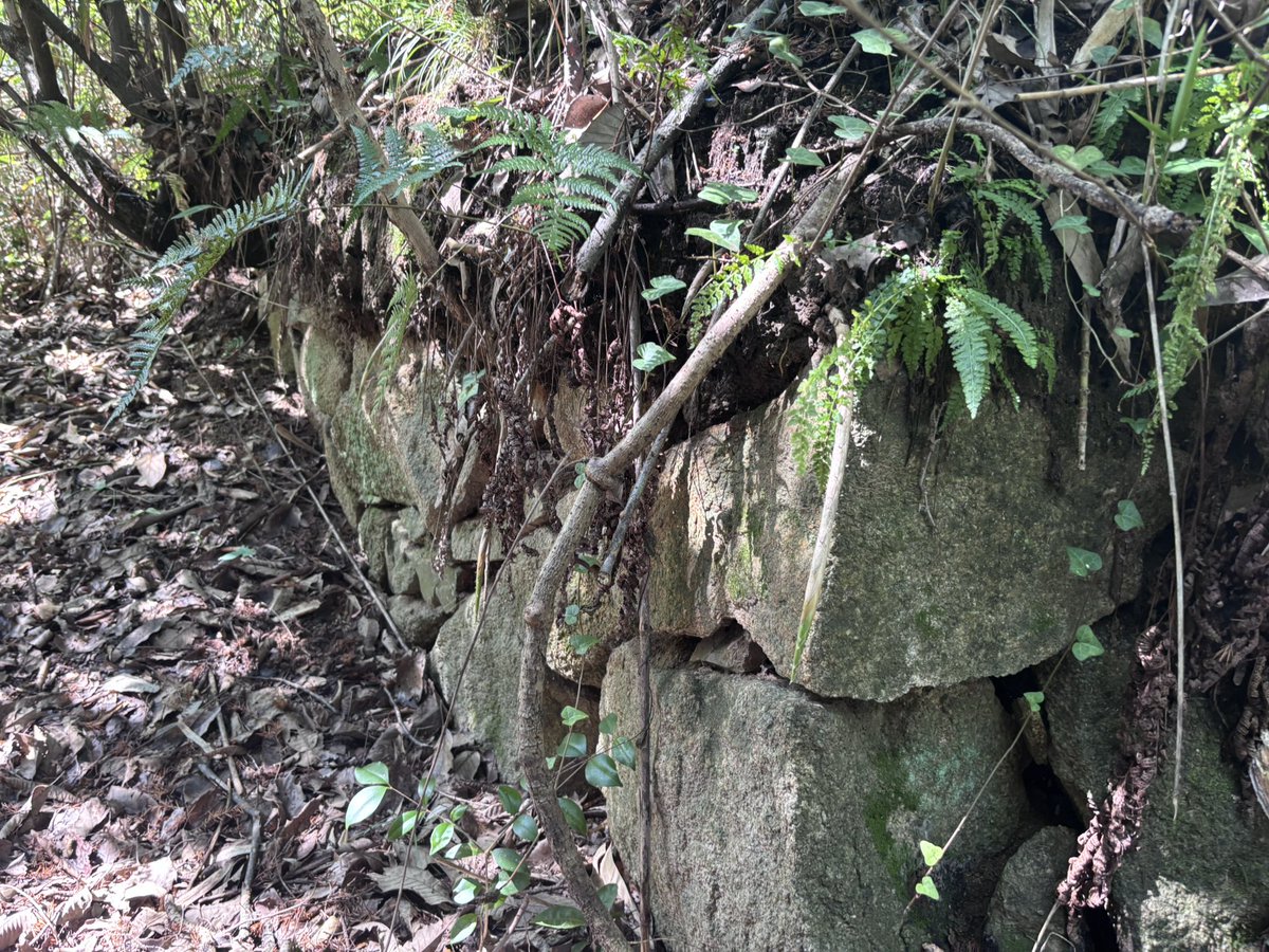 SiloVine's tweet photo. 備中・滝山城なう

福山と井原を繋ぐ街道の、備中備後国境の小山に築かれた城で、宍戸氏の城。正霊山城主の藤井氏が毛利から離反した際に攻め落とされたという。
城自体は案内はあるものの削平は甘く切岸もはっきりしない。石積も見られるが後世の農業によるものか

削平の甘い主郭、国界石
怪しい石垣 https://t.co/d1ivbvDztw