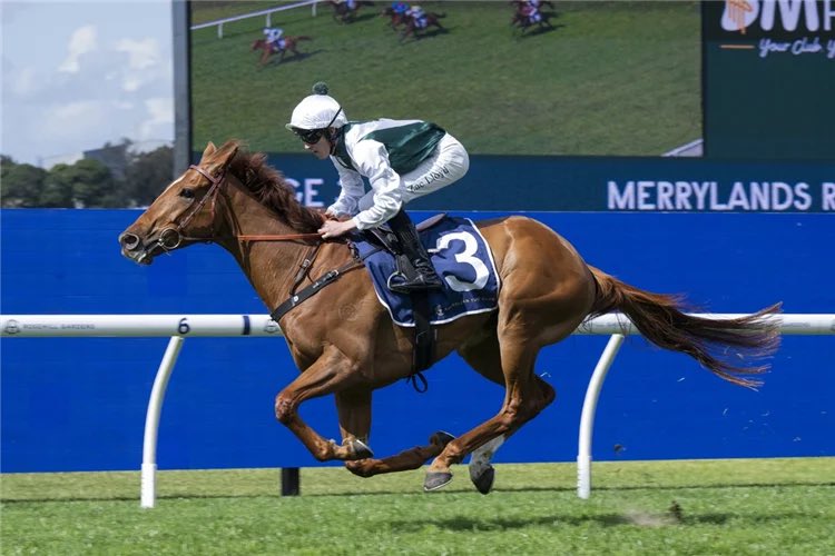 Luckybarrier's tweet photo. 🚨 BREAKING NEWS CONFIRMED 🚨

AETHELWULF will NOT run at Flemington if the track receives rain 🌧️

The decision is confirmed. if the conditions deteriorate and the track gets rain, Aethelwulf will be OUT.

🌧️ Rain = NO AETHELWULF

Huge watch on the Flemington forecast from here! 👀