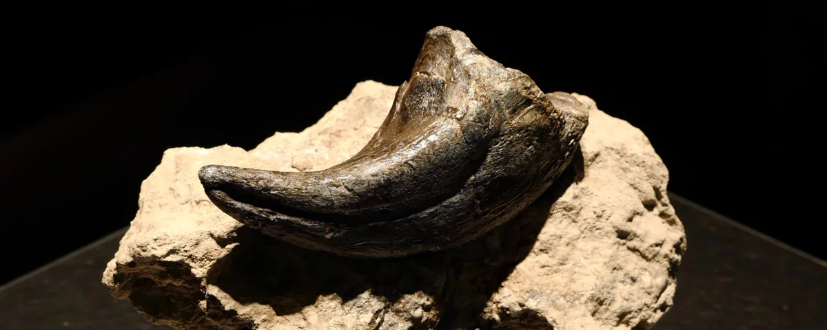 アロサウルス フットクロウ かぎ爪 化石標本 肉食恐竜 獣脚類 1499 アロサウルスの足の爪（フットクロウ）の実物化石＋母岩付き | 買える