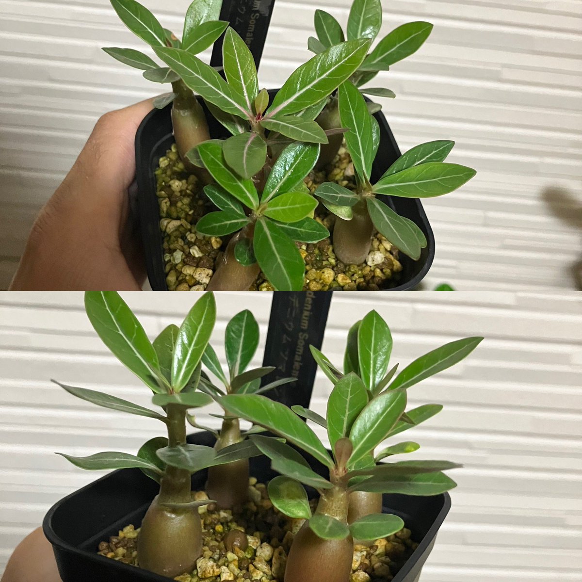Helios_Adenium's tweet photo. お久しぶりです😊
ようやく晴れて雨ざらし管理している7月播種したアデニウム達を見ること出来た🤗
35日間雨の中でも成長して良かった☺️

1枚目 ソマレンセ
2枚目 クリスパム
3枚目 ノヴァ タンザニア
4枚目 オベスム ケニアとオベスム

#アデニウム #アデニウム実生 #adenium https://t.co/wDxNDi3rBe