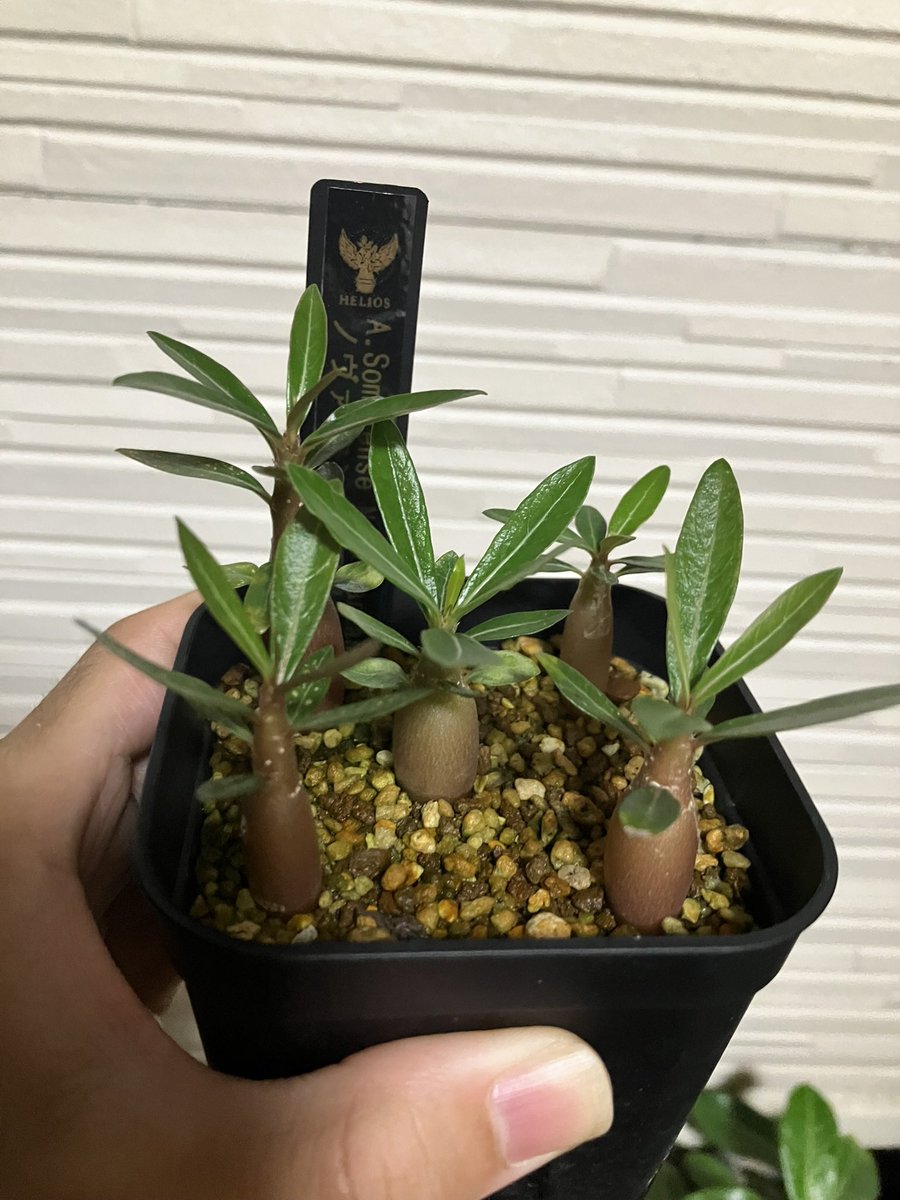 Helios_Adenium's tweet photo. お久しぶりです😊
ようやく晴れて雨ざらし管理している7月播種したアデニウム達を見ること出来た🤗
35日間雨の中でも成長して良かった☺️

1枚目 ソマレンセ
2枚目 クリスパム
3枚目 ノヴァ タンザニア
4枚目 オベスム ケニアとオベスム

#アデニウム #アデニウム実生 #adenium https://t.co/wDxNDi3rBe