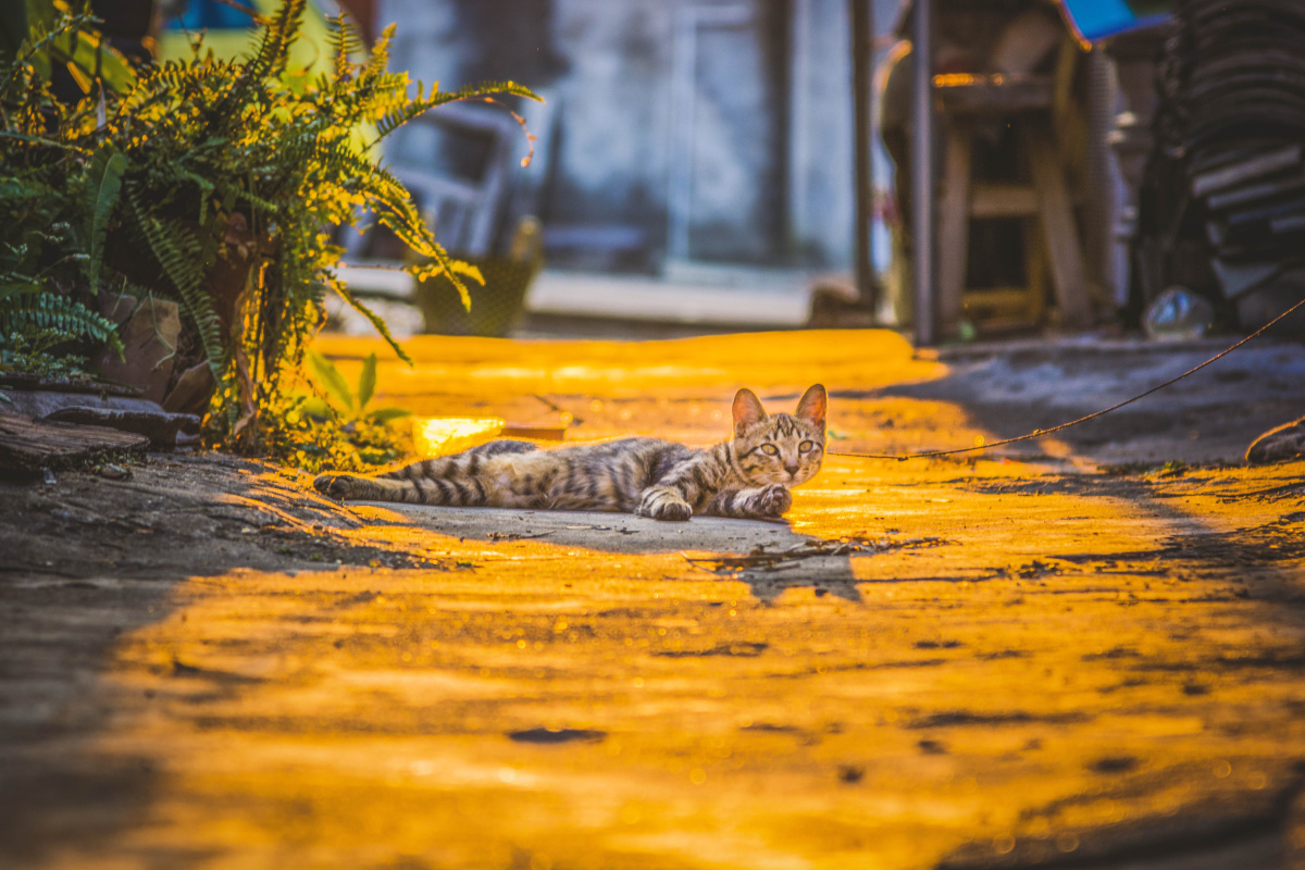 BrightChroxhqs's tweet photo. Sunset glow painting the narrow alley walls, a stray cat curled up on a stack of crates—small, warm street magic captured in a quick glance.， https://t.co/0t8Bg0NMOS