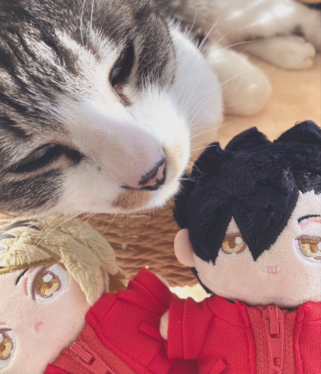 HAM_nigiri's tweet photo. 🐱🐈🐈‍⬛ https://t.co/d2GLxYd4Ot