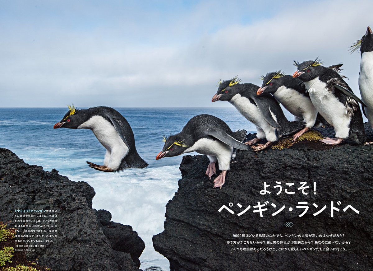 NatGeoMagJP's tweet photo. 【予約受付中】
『ナショジオのペンギン』

ようこそ、ペンギンの世界へ！
ナショジオ日本版で人気を集めたペンギンたちが大集合。
うれしい両面ポスター付録付きです。
ペンギン酔いにはくれぐれもご注意を。
https://t.co/GKmFOuR4o5

#ペンギン #ナショジオ https://t.co/9dMwvP7OGH