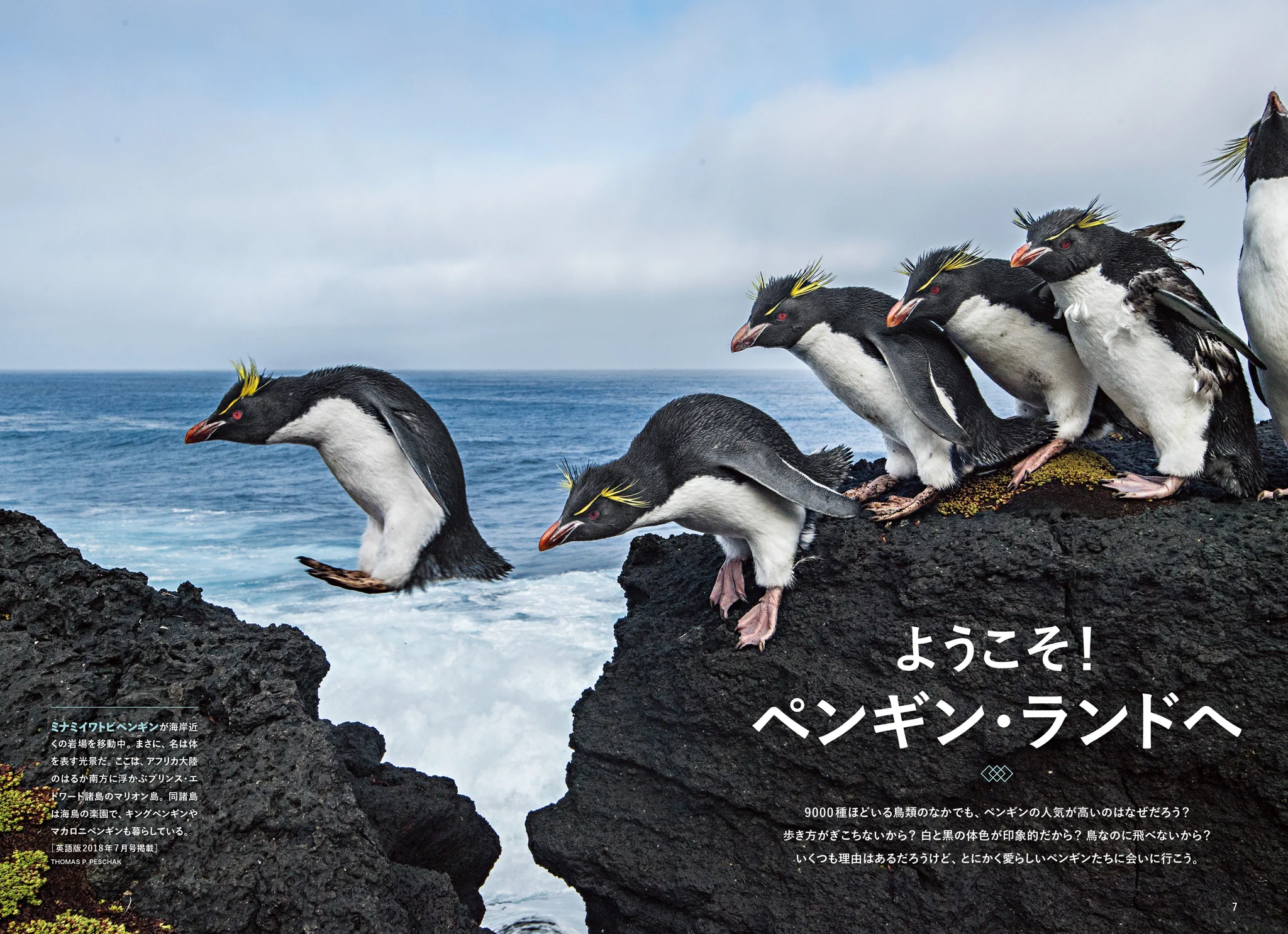 飛べないペンギン ナショナルジオグラフィック日本版 on X: 
