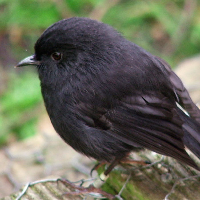 A bird once on the edge of extinction wins Bird of the Year

New Zealand’s black robin has been named Bird of the Year after recovering from just five birds in 