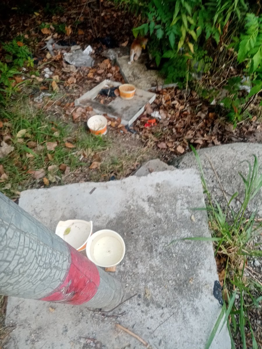 AkbarKatili's tweet photo. This is a shameful and destroyed thing.， https://t.co/4I04oPREcD
