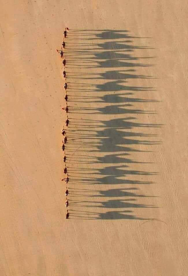 archeohistories's tweet photo. The iconic National Geographic photograph captures a line of camels walking across golden Sahara sand, their elongated shadows stretching dramatically in the late afternoon sun... 

The camel caravans which crossed the great dunes of the Sahara desert began in antiquity but reached their golden period from 9th Century CE onwards. In their heyday caravans consisted of thousands of camels travelling from North Africa, across the desert to the savannah region in the south and back again, in a hazardous journey that could take several months. Stopping along the way at vital oases, the caravans were largely controlled by the Berbers who acted as middlemen in the exchange of such desired commodities as salt, gold, copper, hides, horses, slaves, and luxury goods. The trans-Saharan trade brought with it ideas in art, architecture and religion, transforming many aspects of daily life in the towns and cities of a hitherto isolated part of Africa.

Long before the great trans-Saharan caravans of the medieval period, there was a more localised trade between nomadic desert peoples and the tribes of the savannah region south of the Sahara, often called the Sudan region. Rock salt from the Sahara itself, which was badly needed in the salt-impoverished savannah, was exchanged for cereals (e.g. rice, sorghum, and millet), which could not be grown in the desert.

Greek historian Herodotus, writing in 5th Century BC (Histories, Bk 4. 181-5), noted a camel caravan route which went from Thebes in Egypt to Niger (although Memphis  is more likely to have been the starting point). Roman writer Pliny the Elder  (23-79 CE) noted in his Natural History (5.35-8) that the caravans were managed by the Garamantes, probably ancient Berbers, who lived south of Libya. The Garamantes, in control of the date-palmed oases at Fezzan, acted as middlemen between the peoples of North Africa and sub-Saharan Africa. This arrangement would continue throughout the history of trans-Saharan commerce because those who controlled the desert, who knew the secrets of meeting its formidable challenges, also controlled the trade.

Roman Tripolitania (modern Libya) was supplied with gold, ivory, ebony, cedarwood, and exotic beasts destined for the circuses, while olive oil and luxury goods like fine ceramics, glassware, and cloth were sent south in the exchange. Further east, there were also camel caravans linking Darfur in northwest Sudan to Assiut on Nile at least from 1st Century CE. Known as the Darb al-Arbein ('Road of 40 Days') it brought ivory and elephants from Africa's interior and thrived into Late Antiquity.

Salt was the major commodity going south which was exchanged for gold, ivory, hides, and slaves (acquired from African tribes conquered by the sub-Saharan empires). Goods were gathered up from across the entire West African region and channelled along the Niger and Senegal Rivers to trading 'ports' like Timbuktu. As the Sudan region saw new and richer empires rise like the Mali Empire (1240-1645 CE) and Songhai Empire, so a wealthy elite sought evermore exotic and expensive goods from North Africa and the wider Mediterranean.

Besides salt, caravans transported southwards glazed pottery (luxury vases, cups, oil lamps, and incense burners), precious and semi-precious stones (especially garnet and amazonite), cowrie shells and copper wire to be used as currencies, copper ingots, horses, manufactured goods, fine cloth, beads, coral, dates, raisins, and glassware (cups, goblets, and perfume bottles). As Sudan empires spread their influence and new powers rose such as  Hausaland, so this brought in new goods to the trans-Saharan trade like kola nuts (a mild stimulant), ostrich feathers, perfumes, and tobacco.

#archaeohistories