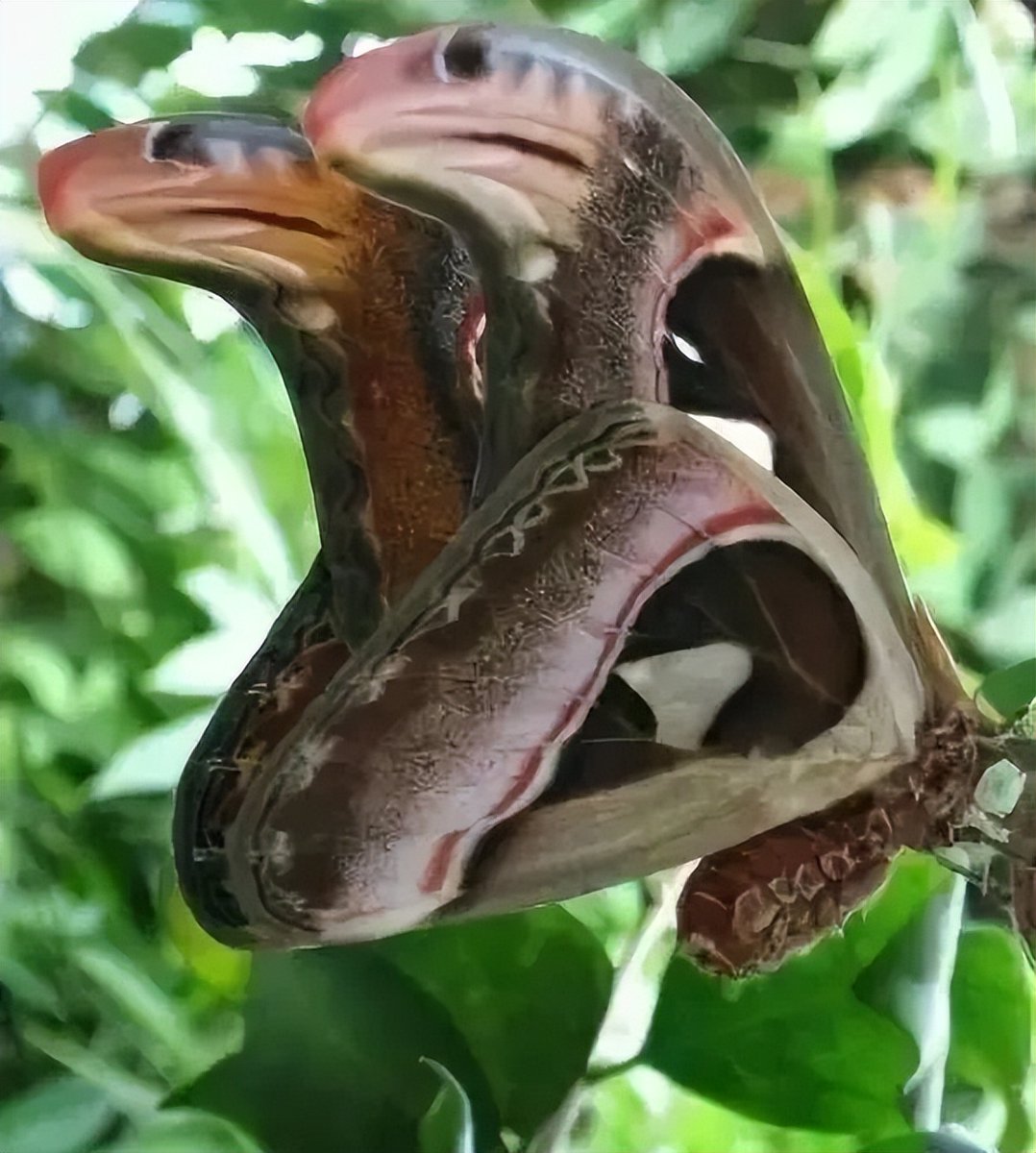 nancywill_2_d07's tweet photo. [I saw a cunning moth with a silly shell, quite a curious little bug!]， https://t.co/KjcUg4PnWw