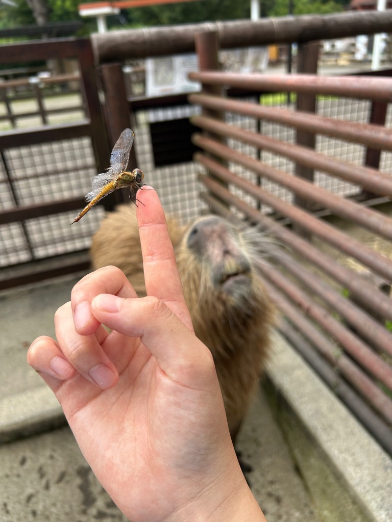 ichikawa_zoo's tweet photo. トンボが気になるイチョウくん

#市川市動植物園
#カピバラ
#イチョウ
#トンボはこの後飛んでいきました
#イチョウの立派な歯が見えます
#市川ファン https://t.co/qRxxQTpYhs